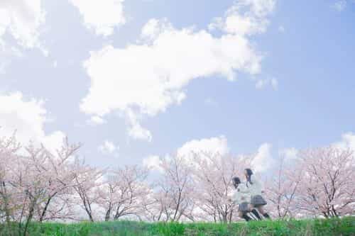 桜の木と青空の風景